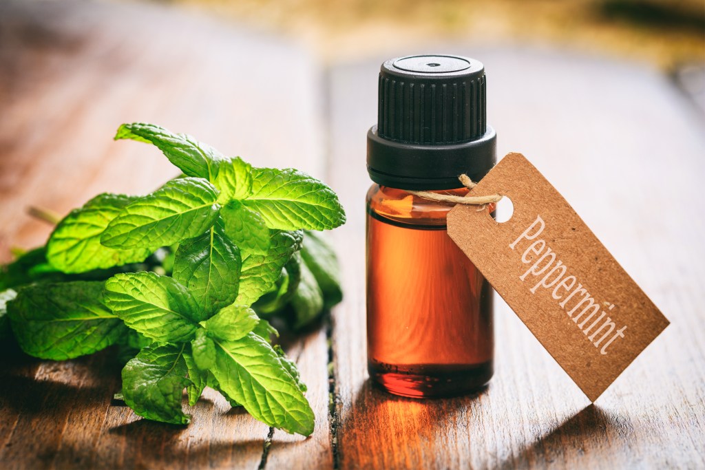 Fresh peppermint