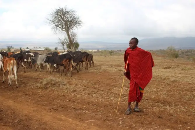 Climate change and Maasai pastoralism